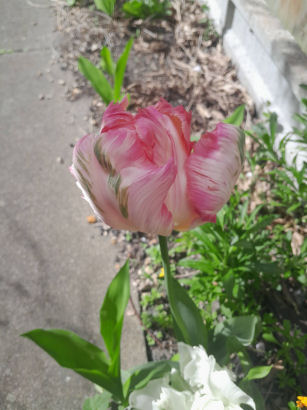 flowers